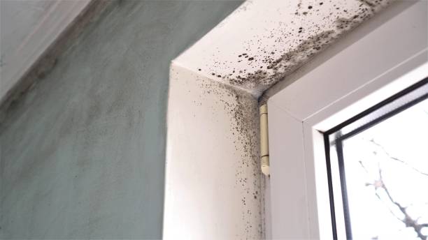 Best Kitchen Mold Remediation in Belleair Bluffs, FL