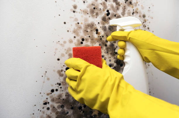 Best Residential Mold Remediation in Belleair Bluffs, FL