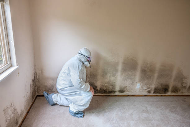 Best HVAC Mold Remediation in Belleair Bluffs, FL