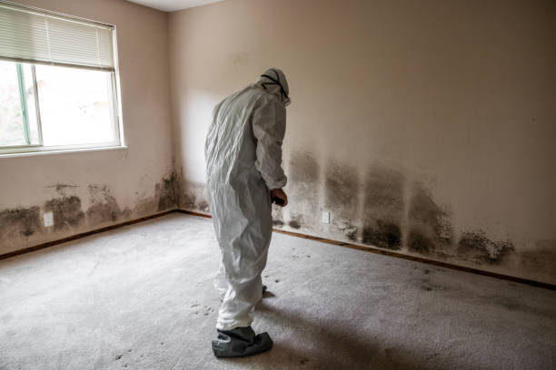 Best Industrial Mold Remediation in Belleair Bluffs, FL